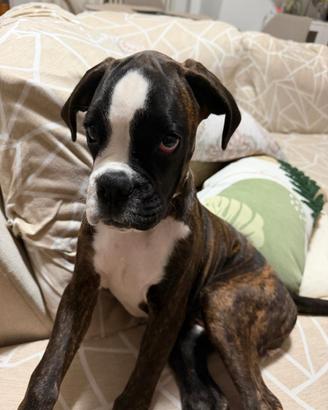 Cucciola di boxer