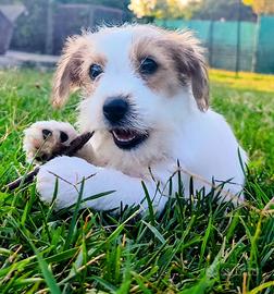 Jack Russell terrier femmina