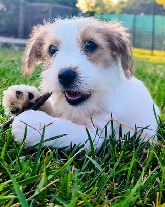Jack Russell terrier femmina