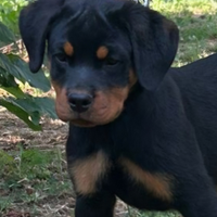 Cucciola rottweiler con Pedigree