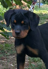 Cucciola rottweiler con Pedigree