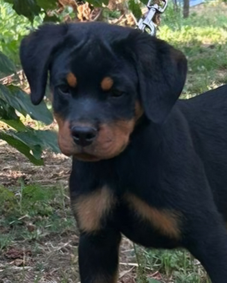 Cucciola rottweiler con Pedigree