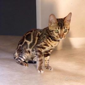 Cucciola gatto Bengala 3 mesi
