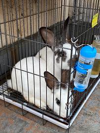 Coppia coniglio Papillon gigante