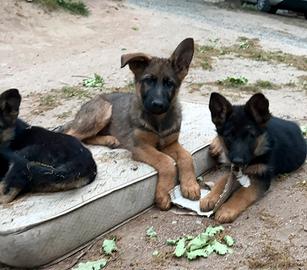 Cuccioli di pastore tedesco