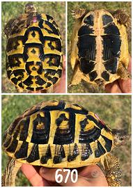 Femmina Testudo hermanni hermanni tartaruga terra