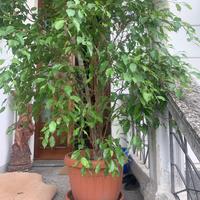 Ficus benjamin con vaso