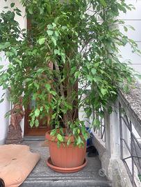 Ficus benjamin con vaso