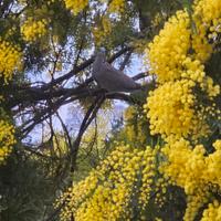 ramette di mimose 
