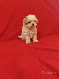Maltipoo