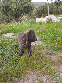 Cane corso