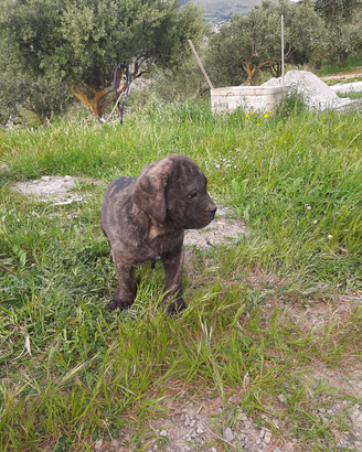 Cane corso