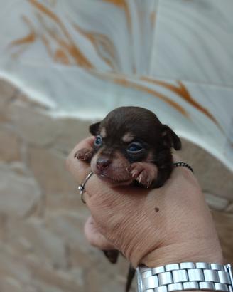 Chihuahua messicano