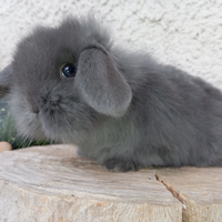 Conigli nani mini loop puri