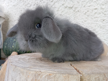 Conigli nani mini loop puri