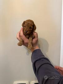 Cuccioli di barboncino red e albicocca