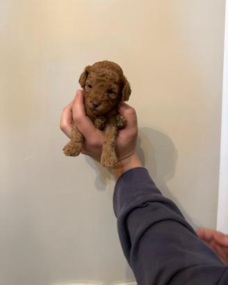 Cuccioli di barboncino red e albicocca