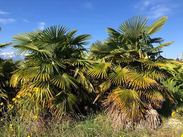Palme Chaemerops excelsa