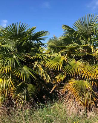 Palme Chaemerops excelsa