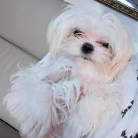 Ragazzo puro maltese coreano di 6 mesi