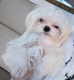 Ragazzo puro maltese coreano di 6 mesi