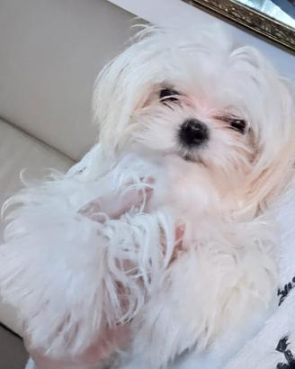 Ragazzo puro maltese coreano di 6 mesi