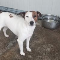 4 femmine d Jack russell con pedigree