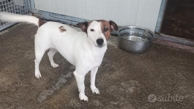 4 femmine d Jack russell con pedigree