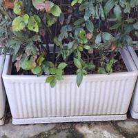 FIORIERE CON PIANTE ALLORO