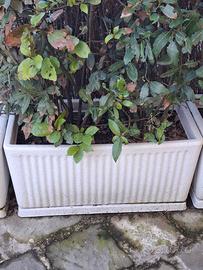 FIORIERE CON PIANTE ALLORO