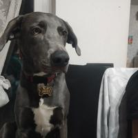Weimaraner