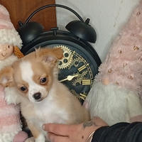 Chihuahua toy