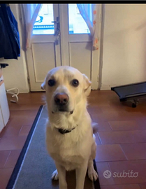 Regalò