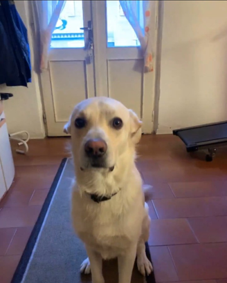 Regalò