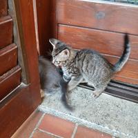 Gattini