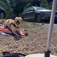 Labrador e piccola meticcia