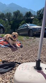 Labrador e piccola meticcia