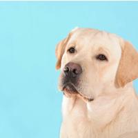 Cucciole di labrador con pedigree in adozione