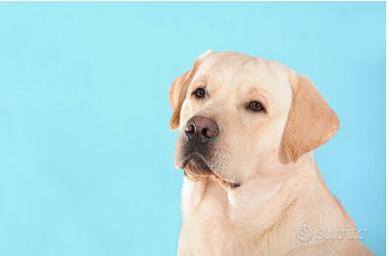 Cucciole di labrador con pedigree in adozione