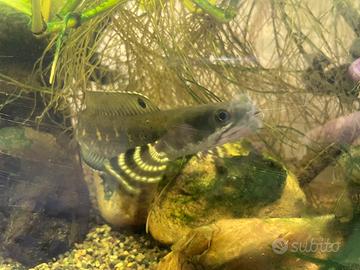 Pesce Channa pulchra