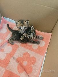 cuccioli attendono una famiglia