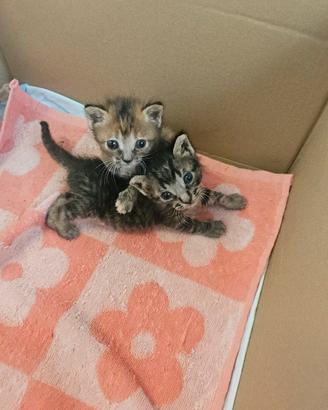 cuccioli attendono una famiglia