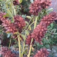 Semi pianta di Liquirizia