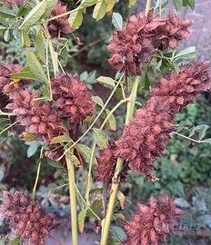 Semi pianta di Liquirizia