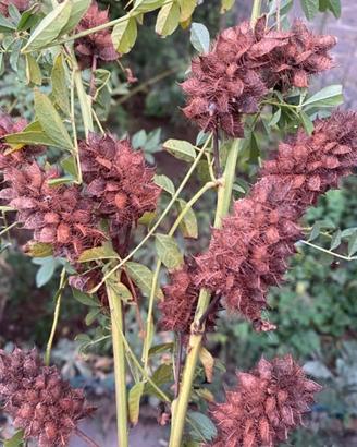 Semi pianta di Liquirizia