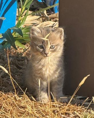 Cuccioli gatto