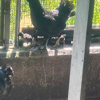 Pulcini ayam cemani