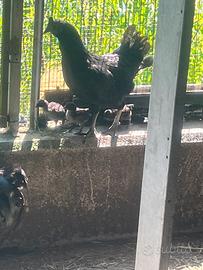 Pulcini ayam cemani