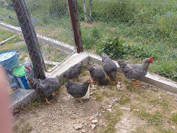 Coppie di australorp e amrock affaree