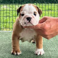 Bulldog inglese